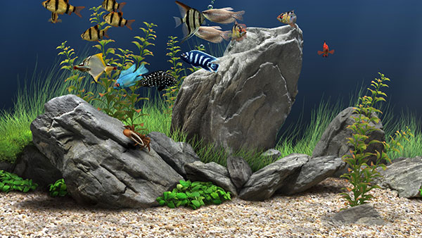 Dream Aquarium中文免注册版软件介绍